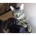 Purrdy Paws 40-Pack Glow-in-The-Dark Soft Nail Caps for Cats - Medium Size - Buy Online on GoSupps.com