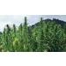 Organic European Hemp Protein Powder 500g by Indigo Herbs - Buy Online on GoSupps.com