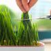 3pcs Cat Grass Planter Soilless Culture Cat Grass Planting Container Catnip Cat Grass Box Cat Grass Growing Kit Cat Grass Sprouting Trays for Indoor(size:3pcs) - Buy Online on GoSupps.com