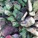 100g Natural and Beautiful red and Green Epidote raw Stone Samples for Decoration Chakra Reiki Balancing - Buy Online on GoSupps.com