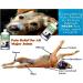 Pets Performance and Mobility- E-Z Mobility 500ml-Omega Alpha (2 Bottles Bundle) - Buy Online on GoSupps.com