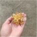 Natural Crystal Rough Raw Citrine Natural Quartz Stone Crystal Cluster Yellow Specimen Home Decoration Decoration (Color : A Yellow Size : 200-300g) 200-300g A Yellow - Buy Online on GoSupps.com