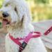 Nobby Norwegians Classic Preno - Raspberry/Pink - 50-64 cm - Durable Pet Accessory - International Shipping Available - Buy Online on GoSupps.com