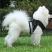 Buy Reflective Soft Padded Harness & Cat Dishes for Small Dogs & Puppies | Air-Mesh Leash Included | Fits Chest 29-33cm - Black - Buy Online on GoSupps.com