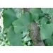 SAFLAX - Gift kit - Ginkgo - 4 seeds - Ginkgo biloba - Buy Online on GoSupps.com