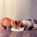 VIIVY VIYIV Slow Feeder Cat Bowl - Interactive Ceramic Puzzle Feeder for Cats - 8.5'' Diameter, 1'' Height, White - Buy Online on GoSupps.com