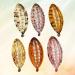 Beaupretty 6pcs Tortoise Shell Banana Hair Clips - Perfect for Thick Curly & Kinky Hair | International Shipping Available - Buy Online on GoSupps.com