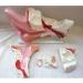 Anatomy Model of The Human Ear 5 Parts of The Human Ear Structure The Internal Structure of The Ear and The Outer Ear Middle Ear Inner Ear - Buy Online on GoSupps.com