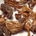 Dried Mushrooms Medley - 2 oz | Premium Blend for Cooking and Snacking - Buy Online on GoSupps.com