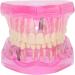 Dentalmodell f r Erwachsene - Klar Zahnmodell f r Studium & Unterricht | Internationaler Versand - Buy Online on GoSupps.com