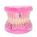 Transparent model for adult teeth pathological removable teaching repair to study dental tools in standard size