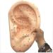 Acupuncture Ear Model - Chinese Medicine Akupoint Learning Tool for Ear Acupuncture Points - Buy Online on GoSupps.com
