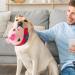 Active Moving Pet Plush Toy Interactive Dog Toy Pet Bouncing Balls Moving Dog Ball Plush Toy Talking Moving Dog Toy Dog Pet Toy Shake Bounce Boredom Toys for Pets Cats Small and Dogs (blue pig) - Buy Online on GoSupps.com