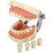 BuTkus Dental Teaching Tooth Model - Removable Implant Practice with Soft Gums & 28 Resin Teeth for International Shipping - Buy Online on GoSupps.com