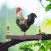 Chicken Swing: Natural Wooden Toy for Medium to Large Birds - Perfect for Hens, Macaws, African Greys, and Cockatoos - Buy Online on GoSupps.com