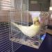Tfwadmx Bird Bathtub for Cage - No-Leakage Design with Hooks for Small Birds - Buy Online on GoSupps.com