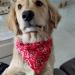 Shop Suliudaji Dog Bandanas & Neckerchiefs | Adjustable Triangle Scarves for Dogs & Cats - Perfect for All Sizes - Buy Online on GoSupps.com