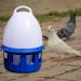 LOVIVER Portable Pigeon Waterer Drinker Cage Accessories Water Pot Container Water Bottle Automatic Bird Water Dispenser for Parrot Parakeet Dove 8L D 22cm H 38CM - Buy Online on GoSupps.com