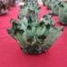 Natural Crystal Rough Home Decoration 1pcs Natural Green Ghost Phantom Quartz Crystal Cluster Specimen Wedding Decoration Aquarium Stones (Size : 700-800g) - Buy Online on GoSupps.com