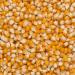 Wholefood Earth Organic Popping Corn 3kg - GMO Free, Vegan, High Fibre | Certified Organic Salted 3.00 kg - Buy Online on GoSupps.com