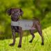 Beautyhe Dog Coat - Anti-Stress Vest for Dogs | Medical Recovery Suit & Calming Jacket - Light Gray Size 31 - Buy Online on GoSupps.com