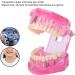 Dentalmodell f r Erwachsene - Klar Zahnmodell f r Studium & Unterricht | Internationaler Versand - Buy Online on GoSupps.com