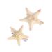 FRCOLOR 2PCS Starfish Hair Clip Handmade Natural Sea Star Hair Pins Cute Headwear for Girls Kids Women, Random Size