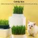 3pcs Cat Grass Planter Soilless Culture Cat Grass Planting Container Catnip Cat Grass Box Cat Grass Growing Kit Cat Grass Sprouting Trays for Indoor(size:3pcs) - Buy Online on GoSupps.com