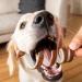 8in1 Delights Beef Kau-Spiralen - Healthy Chews for Sensitive Dogs | 6 High-Quality Beef & Beef Skin Snacks in 1 Pack - Buy Online on GoSupps.com