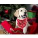 Lionet Paws Dog Bandana Headscarves | Triangle Scarf for Dogs | Snow Design | LL (Pack of 1) - Shop Internationally! - Buy Online on GoSupps.com