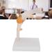 Life-Size Elbow Joint Model - Accurate Skeleton for Study & Teaching | International Shipping - Buy Online on GoSupps.com
