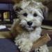 Himalayan Dog Chew - Hard Cheese Treat for Small Dogs (15lbs & Under) - 3.3 oz - Buy Online on GoSupps.com