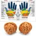 Natural Walnuts Relieve Stress And Soothe Meridian Walnuts Promote Blood Circulation Massage Walnuts Add A Walnut Cleaning Brush Walnuts Can Change Color With Play 48mm - Buy Online on GoSupps.com