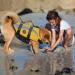 Emust XXL Dog Swimming Vest - Ripstop Large Dog Life Jacket with Double Rescue Handles - Ideal for Pool & Water Activities - Yellow - Buy Online on GoSupps.com
