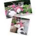 Etopars Cat Dishes & Leash Set - Adjustable Cat Vest & Jacket for Kittens - Ultra-Light Outbreak-Proof Cat Harness - XS Red for Pets & Puppies - Buy Online on GoSupps.com