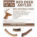 Antlers for Dogs Ideal for Medium Dogs Sustainable Naturally Shed Deer Antlers for Dogs Dog Toys Dog Treats Dog Antler Reindeer Antlers for Dogs Natural Dog Chews Dog Chew Toys M (Pack of 1) - Buy Online on GoSupps.com