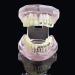 Samnuerly Dental Orthodontic Brackets Model - Ideal for Research & Treatment in Dentistry | International Shipping - Buy Online on GoSupps.com
