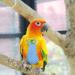 Conlense Pigeon Pants Cloth Diaper Fasteners | Reusable Parrot Bird Diapers Flight Suit Diapers (Blue S) - Buy Online on GoSupps.com