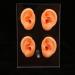 Ear Display Mold Human Ear Model Real Skin Feeling Reusable Waterproof Soft For Store Showcase For Doctor Otolaryngologists For Ear Dispensers - Buy Online on GoSupps.com