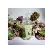 Nesti Dante Dei Colli Cypress Liquid Soap 16.9oz - Luxury Italian Soap for International Shipping - Buy Online on GoSupps.com