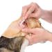 6 Long Cotton Swabs for Medium and Large Pets Ears Cleaning or Makeup - 200pcs - Buy Online on GoSupps.com