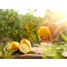 Veenas Yellow Lemon | 10 Pieces | Lemon | 100% Fresh | Inidan Origin - Buy Online on GoSupps.com