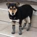 BINGPET Dog Socks - Outdoor Anti Slip Paw Protector for Hardwood Floors, Waterproof with Reflective Straps, Traction Control - Grey, Large - Buy Online on GoSupps.com
