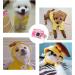 Xiaoyu Dog Hoodies - Warm Sweatshirt Coat for Puppies | Autumn Winter Fruit Hood with Banana | L Yellow - Buy Online on GoSupps.com