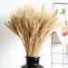 Natural Wheat Decoration Rabbit Tail Grass Wedding Dried Typha Phragmites Dried Flower Real Dry Color Bouquet Flowers White - Buy Online on GoSupps.com