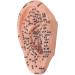 Buy Ear Acupuncture Display Model - Clear Point Visibility for Study Presentations | International Shipping Available - Buy Online on GoSupps.com