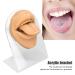 Realistic Human Tongue Mouth Model for Drilling Practice | High Elastic Simulation - Skin Color - Buy Online on GoSupps.com