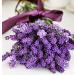 Shelley Kyle French Lavender Mini Gift Set - Buy Online on GoSupps.com