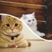 QYNuLi Clockwork Mouse Toy Plush Interactive Cat Toy Cute Moving Mouse Toy for Hard Surfaces and Flat Surfaces (Random Color) - Buy Online on GoSupps.com