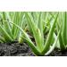 Buy 500ml Pure Aloe Vera Gel - 100% Cold Pressed Organic Additive-Free from Canary Islands - International Shipping Available - Buy Online on GoSupps.com